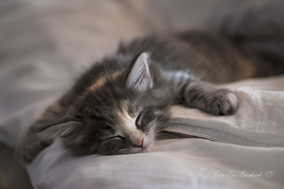 SE*Huldrelandets norska skogkatter - foto av Eva Bucksch